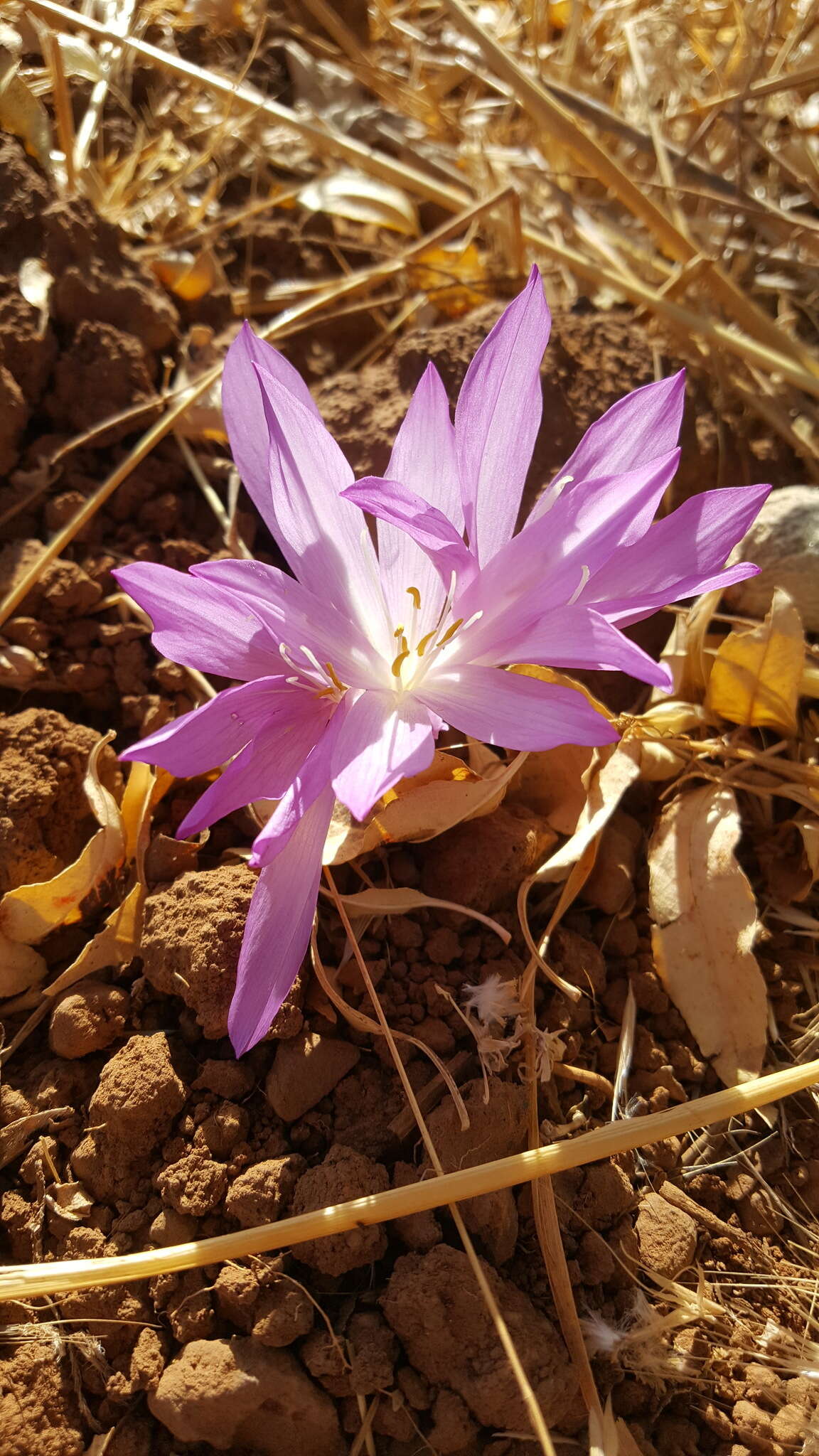 Colchicum persicum Baker Encyclopedia of Life