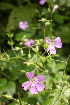 Image of Geranium gracile Ledeb. ex Nordm.