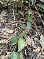 صورة Aristolochia praevenosa F. Müll.