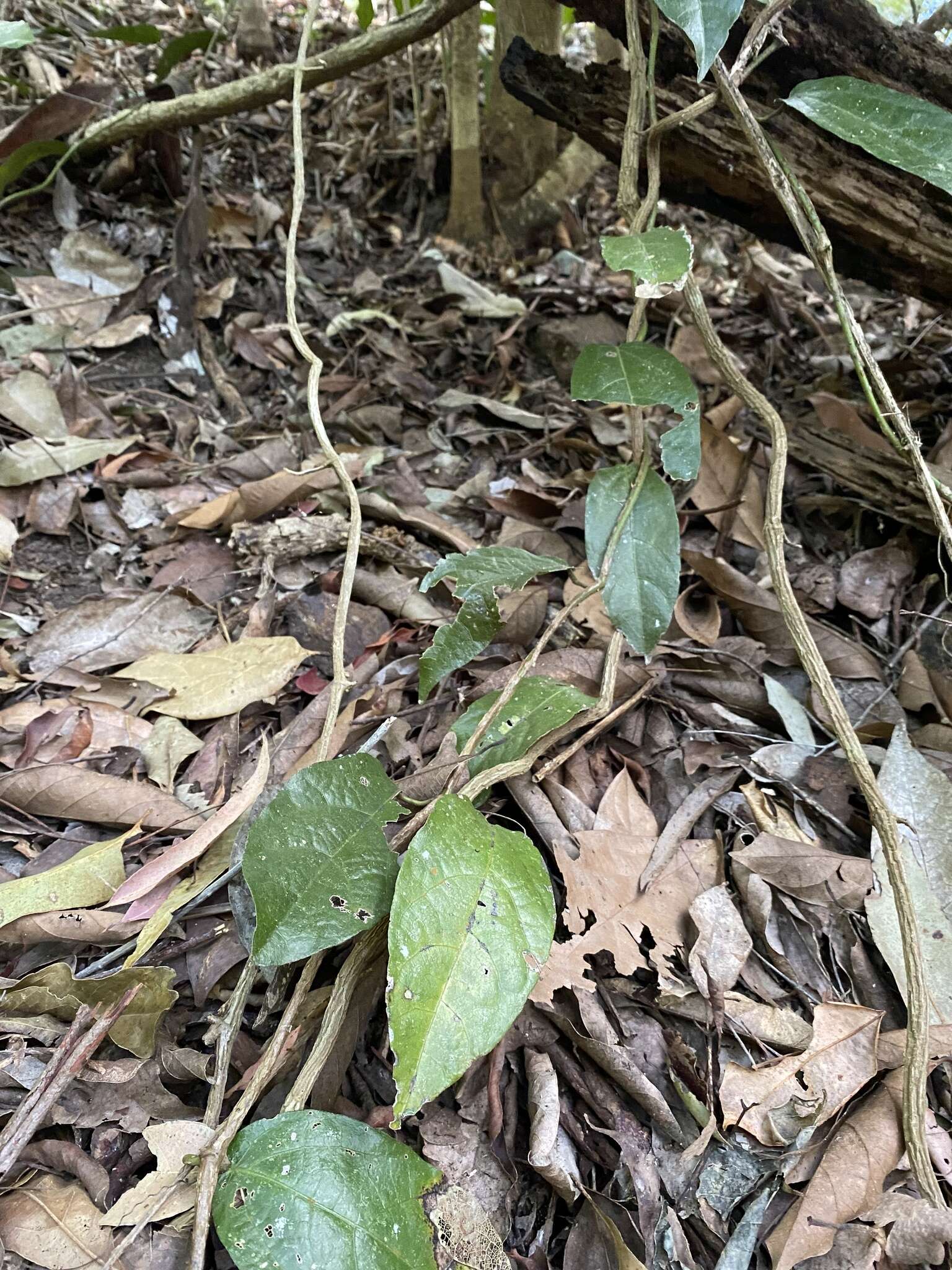 صورة Aristolochia praevenosa F. Müll.