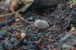 Imagem de Coprinopsis jonesii (Peck) Redhead, Vilgalys & Moncalvo 2001