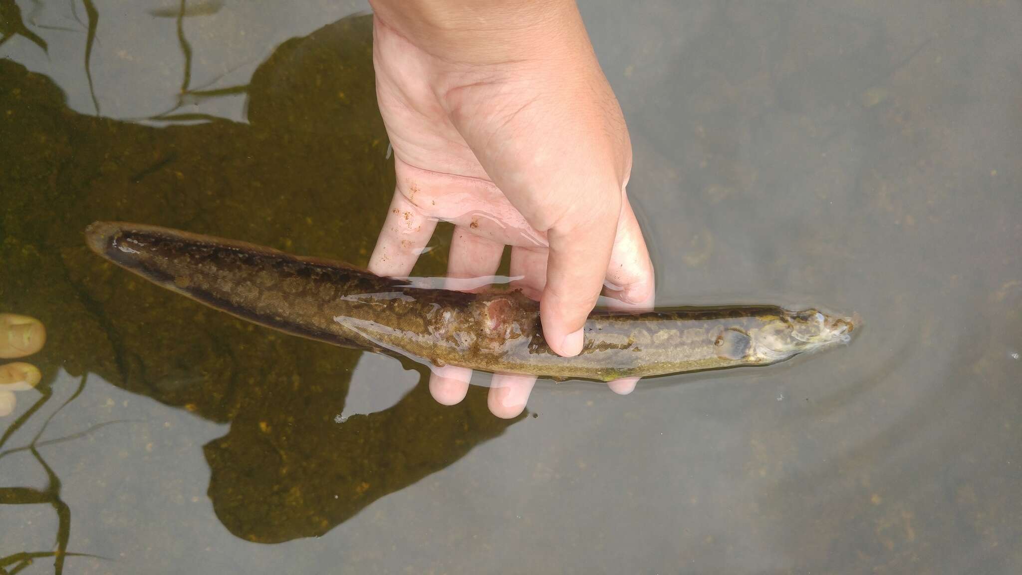 Image of Spiny eel