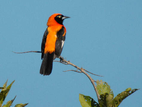 Imagem de Icterus croconotus (Wagler 1829)