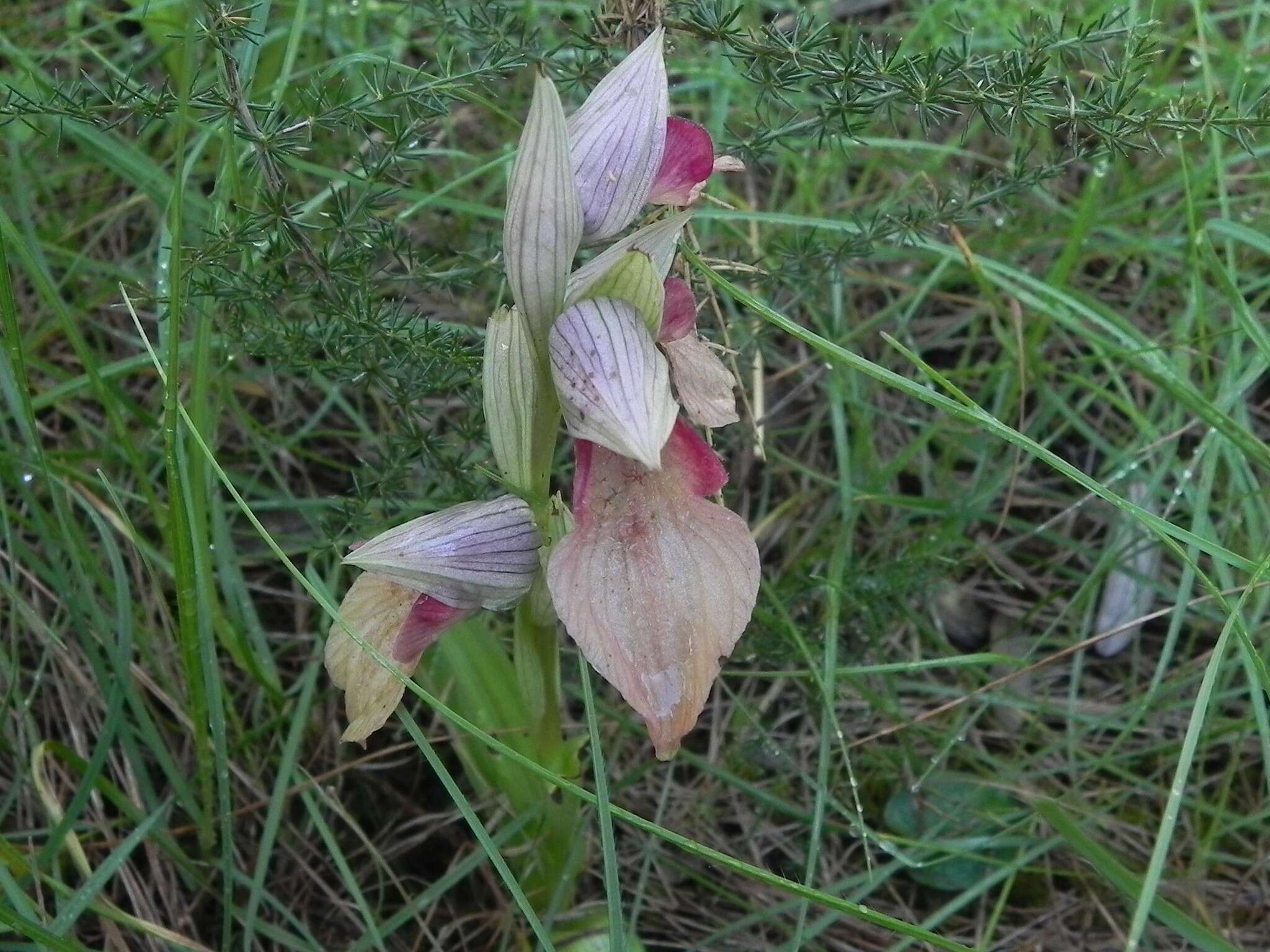 Image de Sérapias négligé