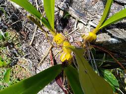 Image of Maxillaria egertoniana (Bateman ex Lindl.) Molinari