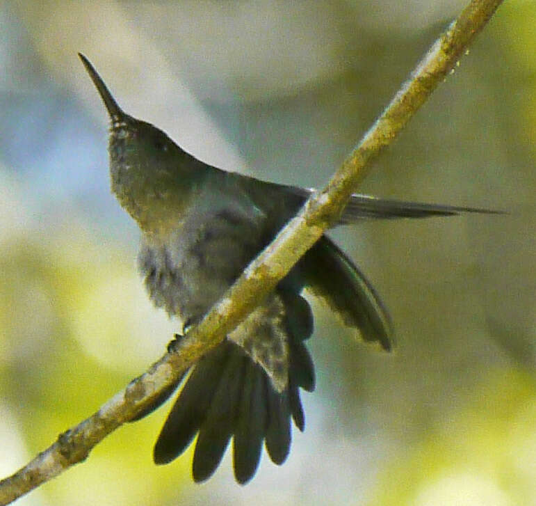 Image de Eupetomena cirrochloris (Vieillot 1818)