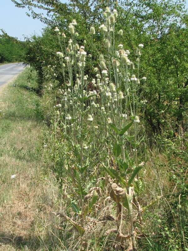 Image of cutleaf teasel