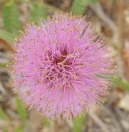 Imagem de Mimosa quadrivalvis var. platycarpa (A. Gray) Barneby