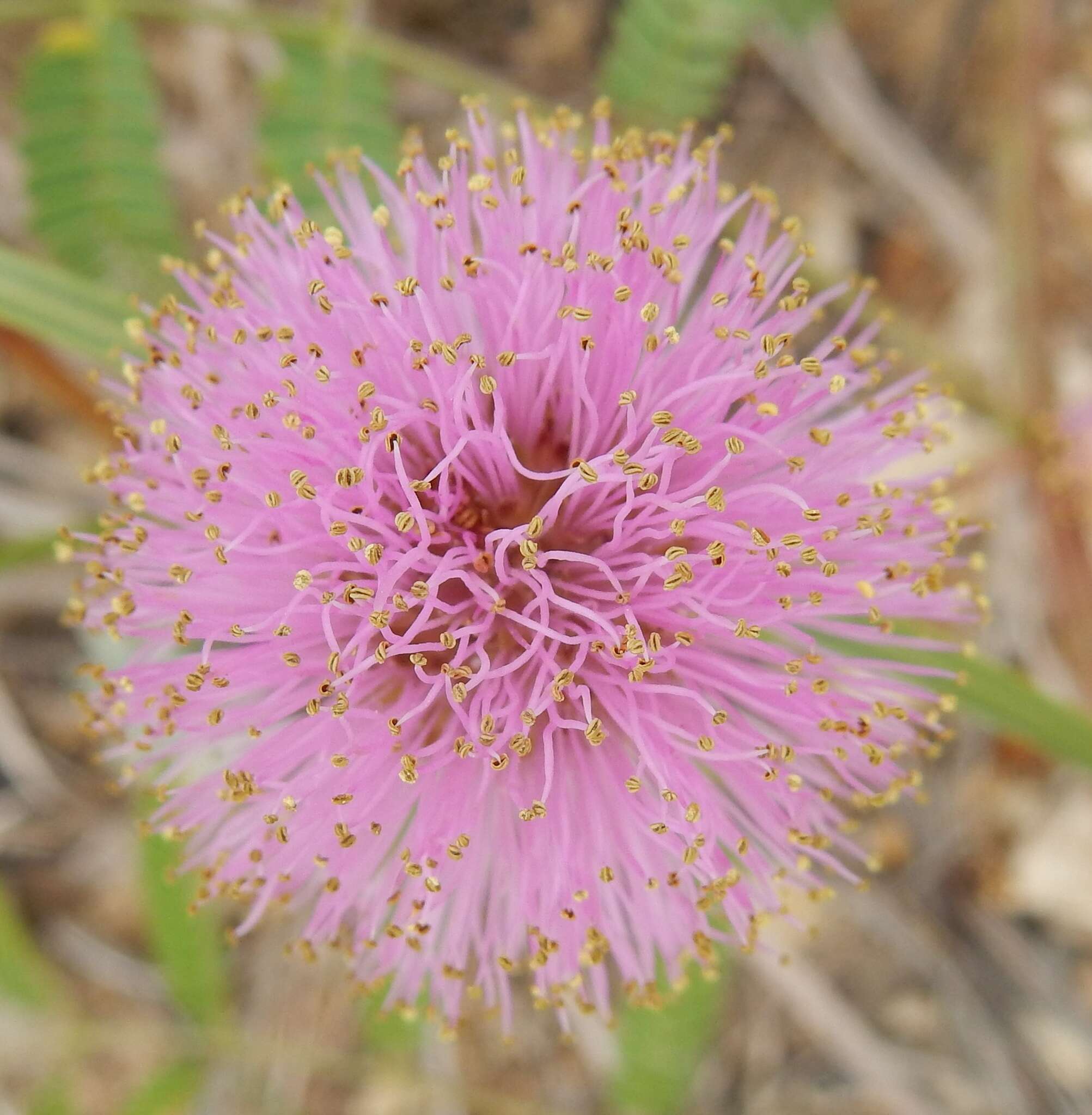 Image of Roemer's mimosa