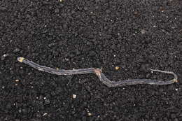 Image of Blackbelly Centipede Snake