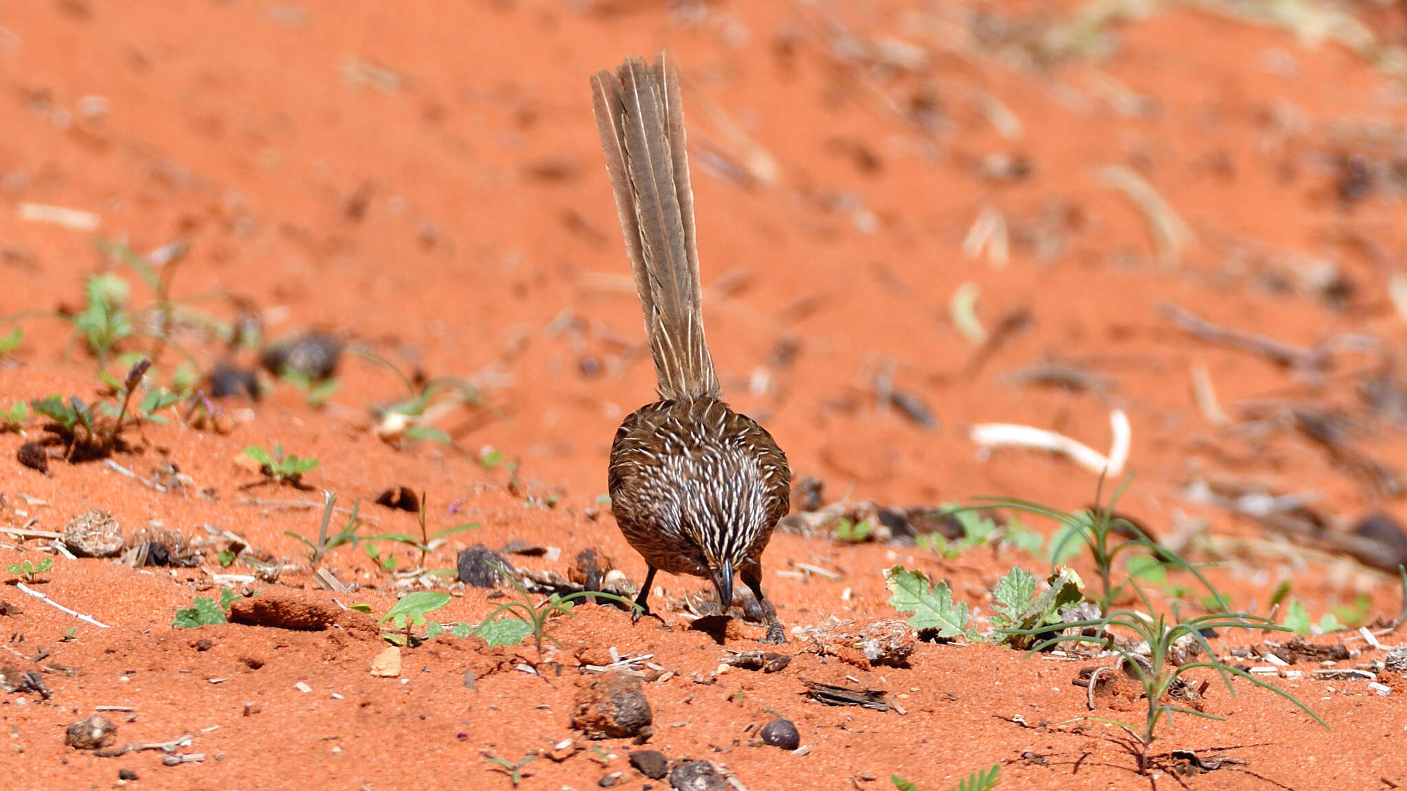 Image of Thick-billed Grasswren