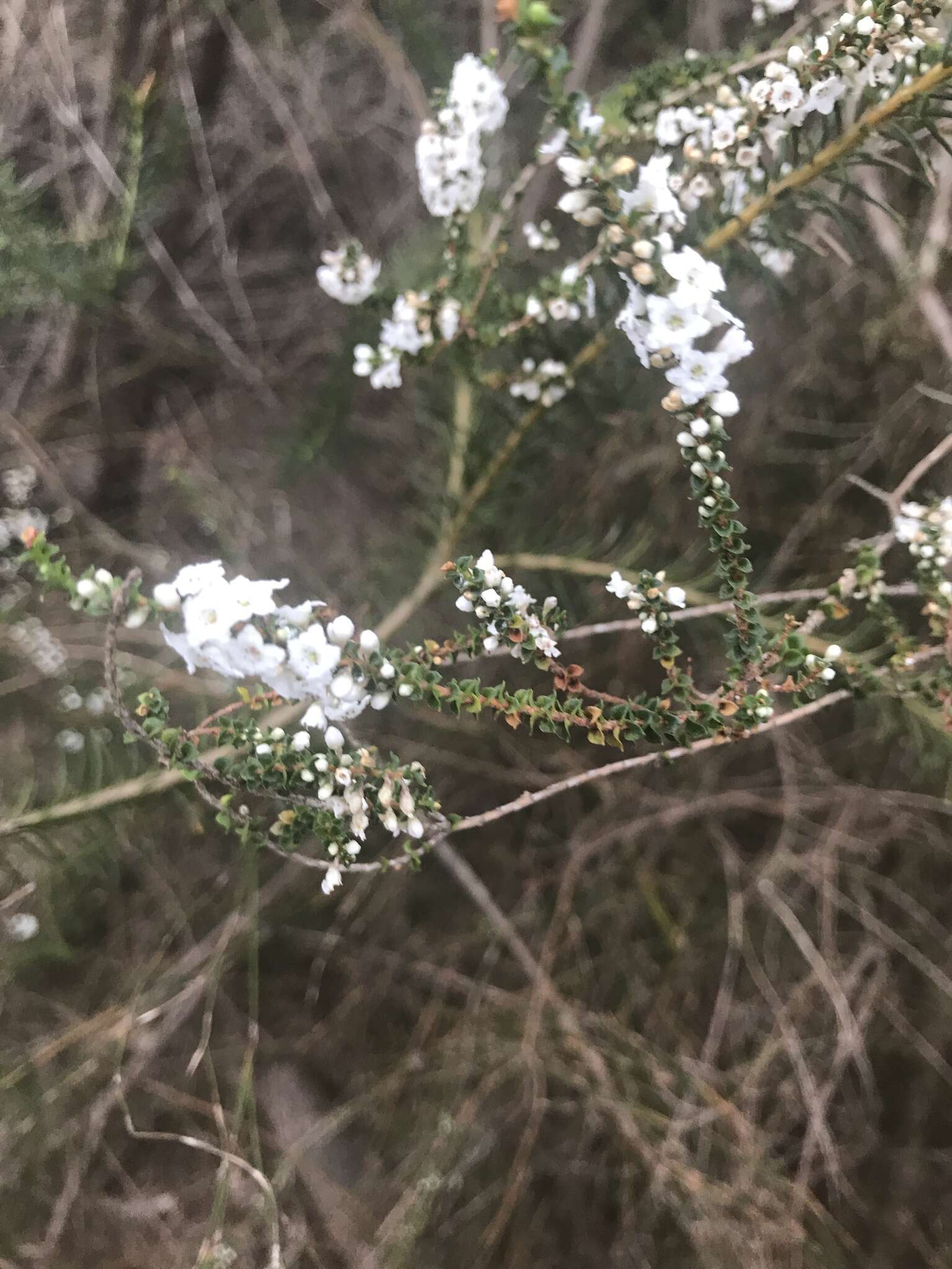 Sivun Epacris microphylla R. Br. kuva