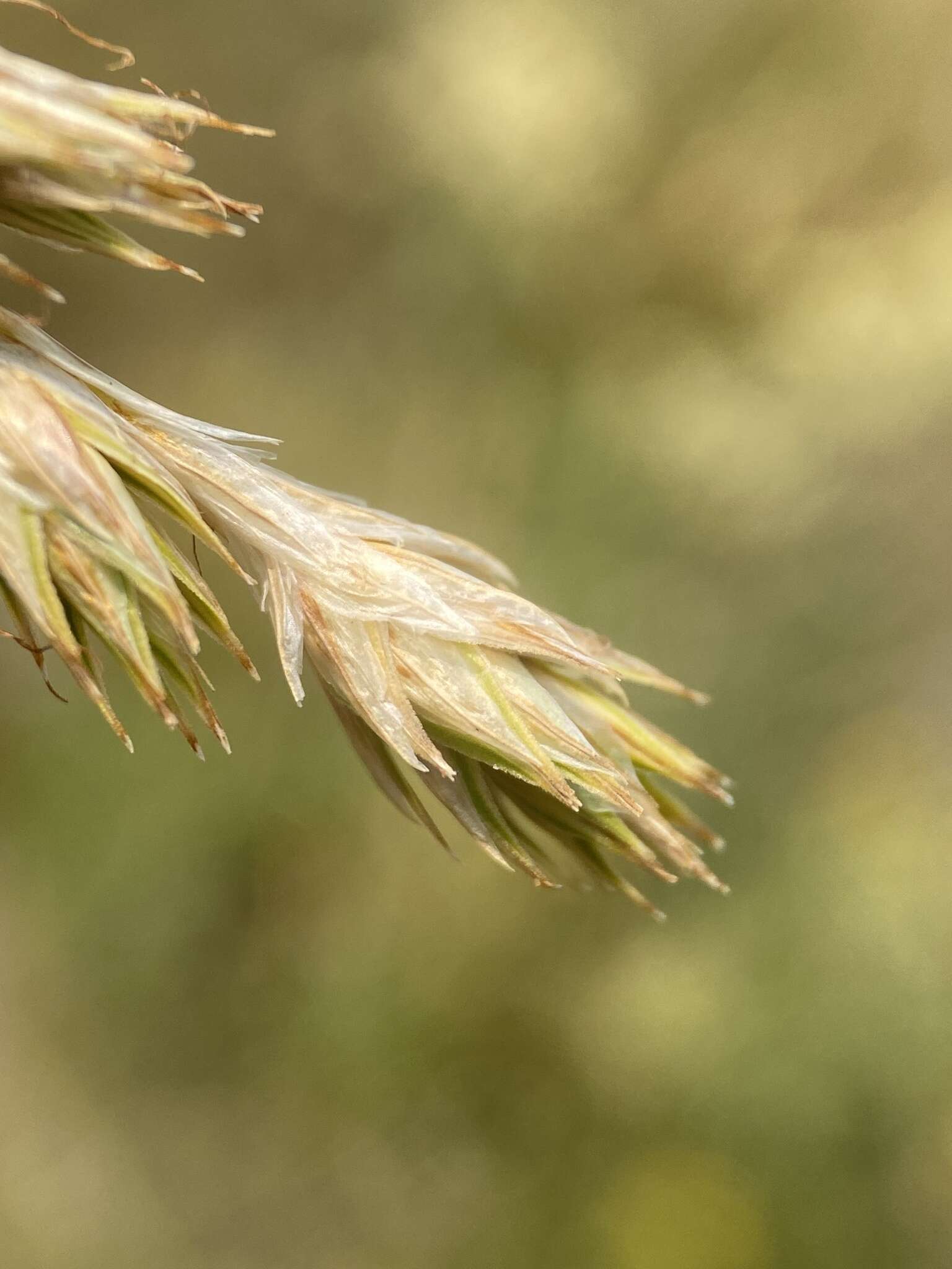 صورة Carex petasata Dewey