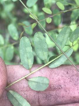 Image of clusterspike false indigo