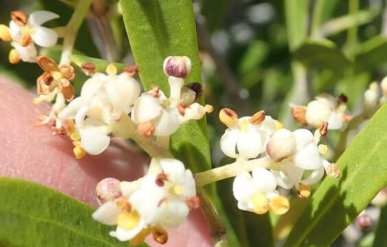 Image of Olea exasperata Jacq.