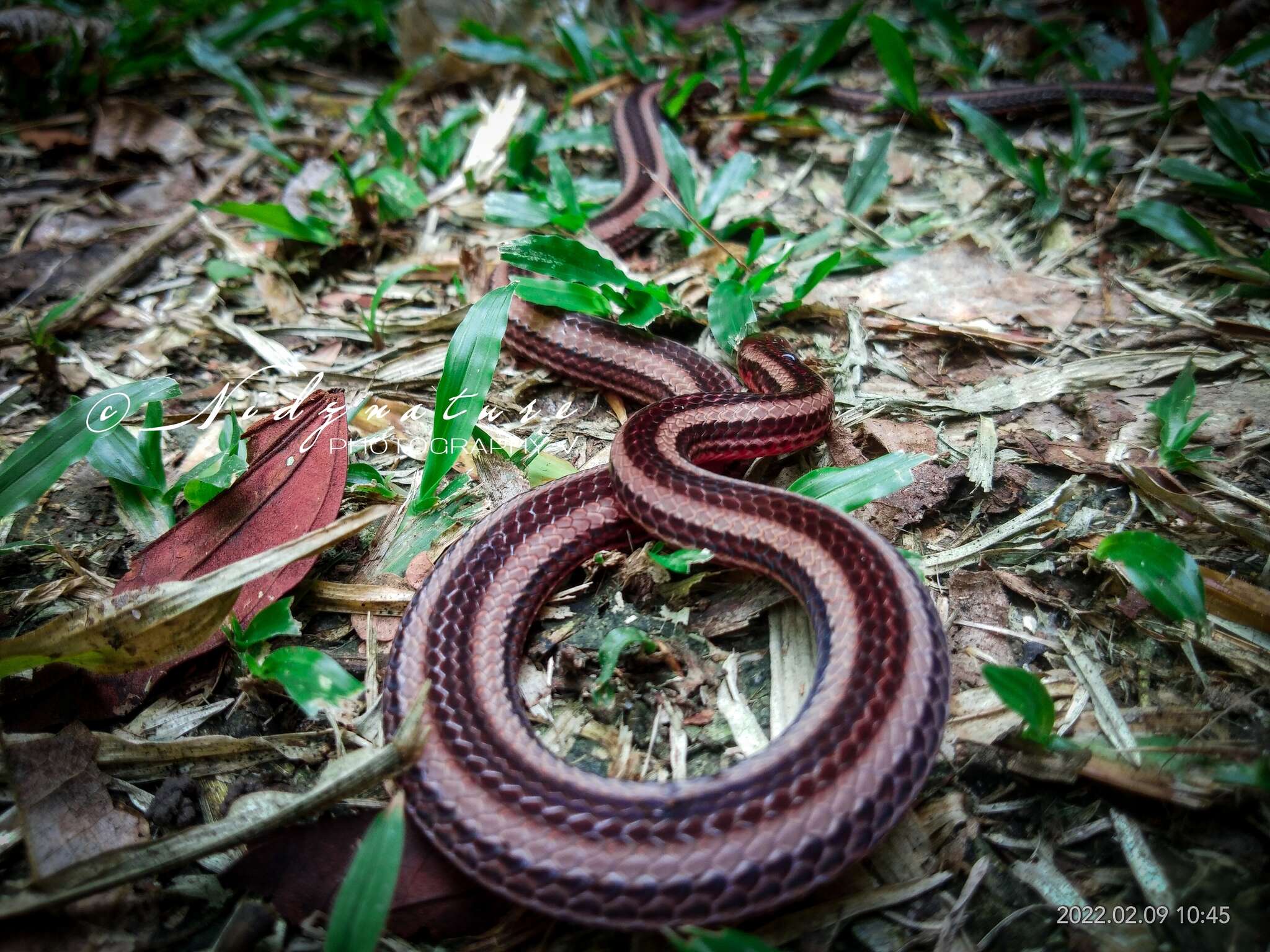 صورة Calliophis nigrotaeniatus (Peters 1863)