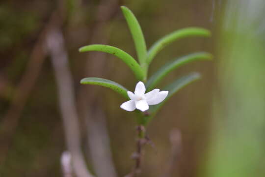 Image of Angraecum pectinatum Thouars