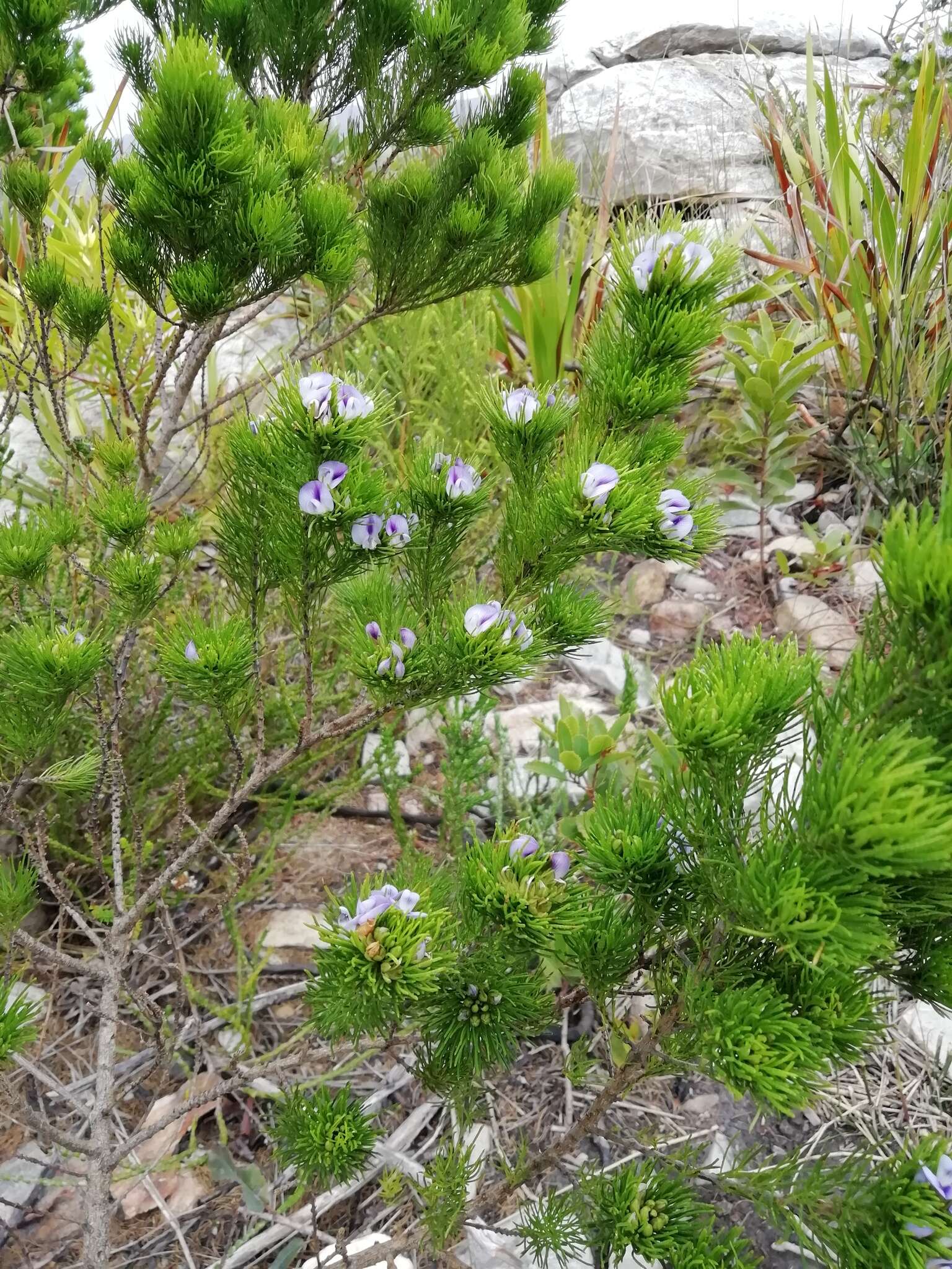 Psoralea kougaensis的圖片