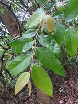 Image of Phyllanthus meghalayensis Chakrab. & N. P. Balakr.