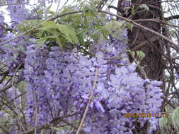 紫藤的圖片
