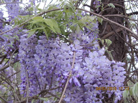 Image of Chinese wisteria