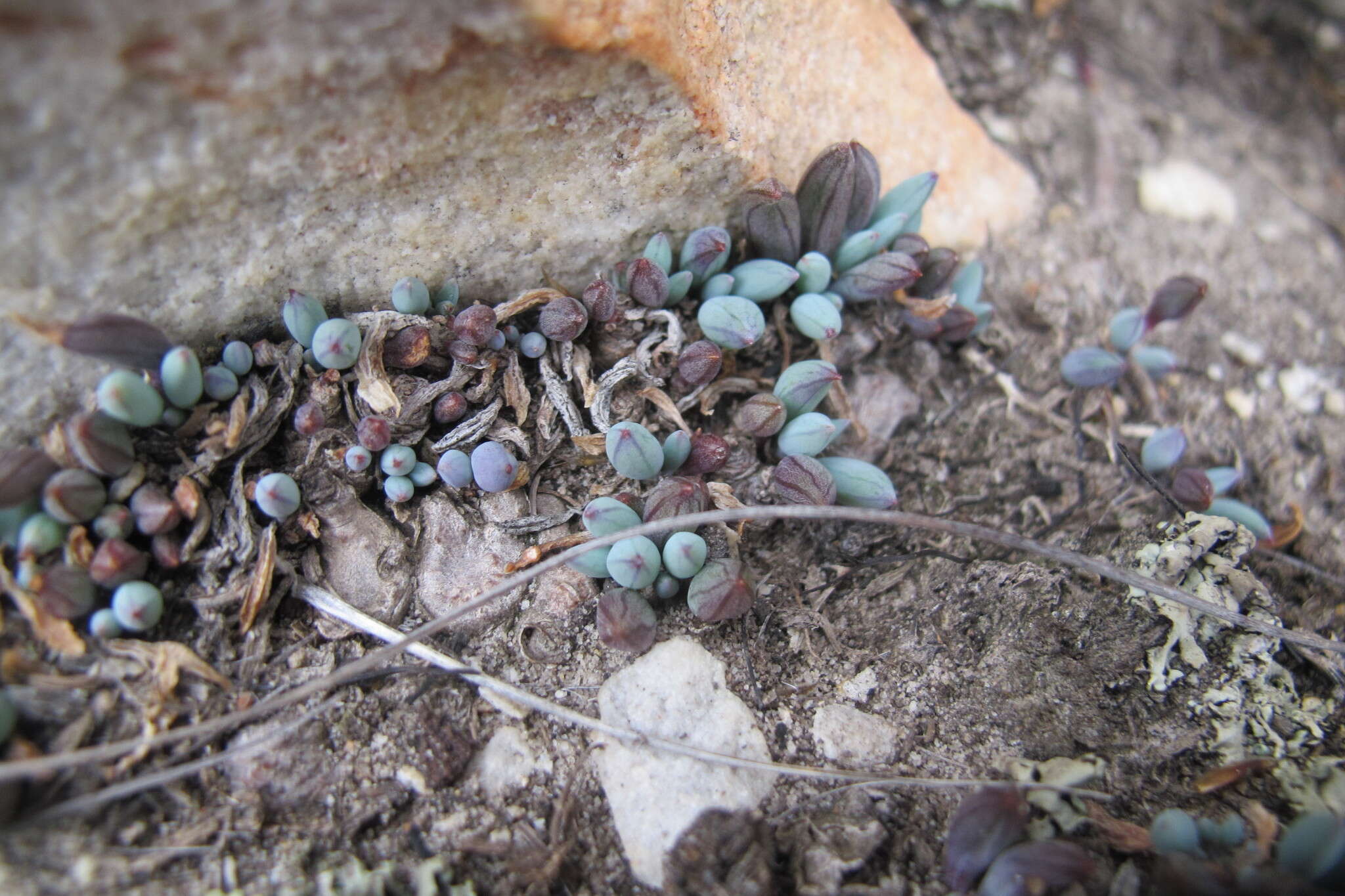 Image of Curio repens (L.) P. V. Heath