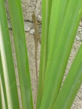 Image of Anolis unilobatus Köhler & Vesely 2010