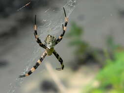 Image of Argiope flavipalpis (Lucas 1858)