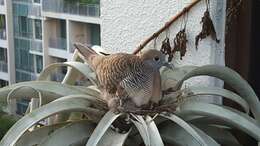 Image of Zebra Dove