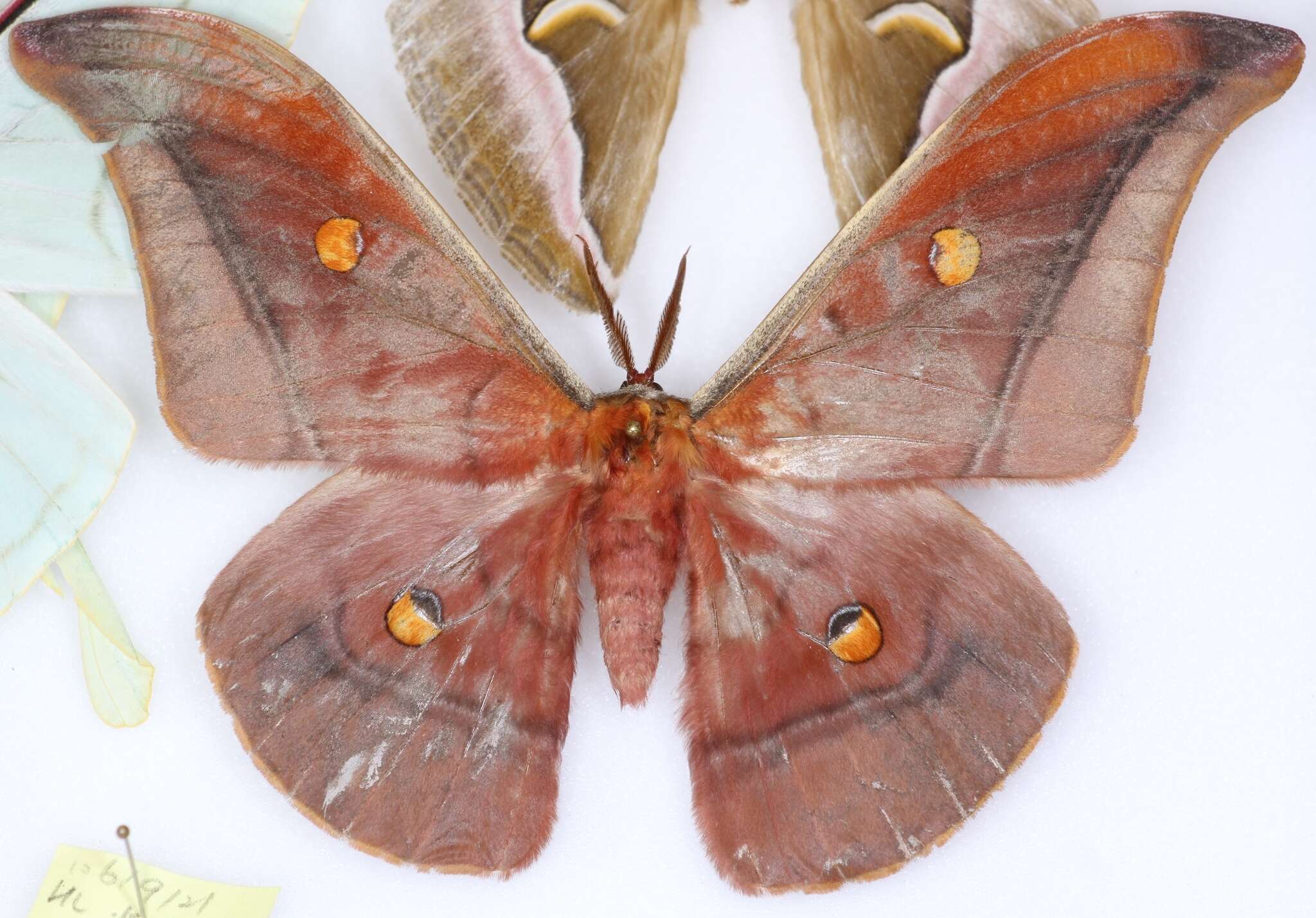 Image of Antheraea formosana Sonan 1937