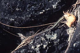 Image of Coastal snake-eyed skink