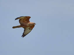 Image of Buteo buteo menetriesi Bogdanov 1879