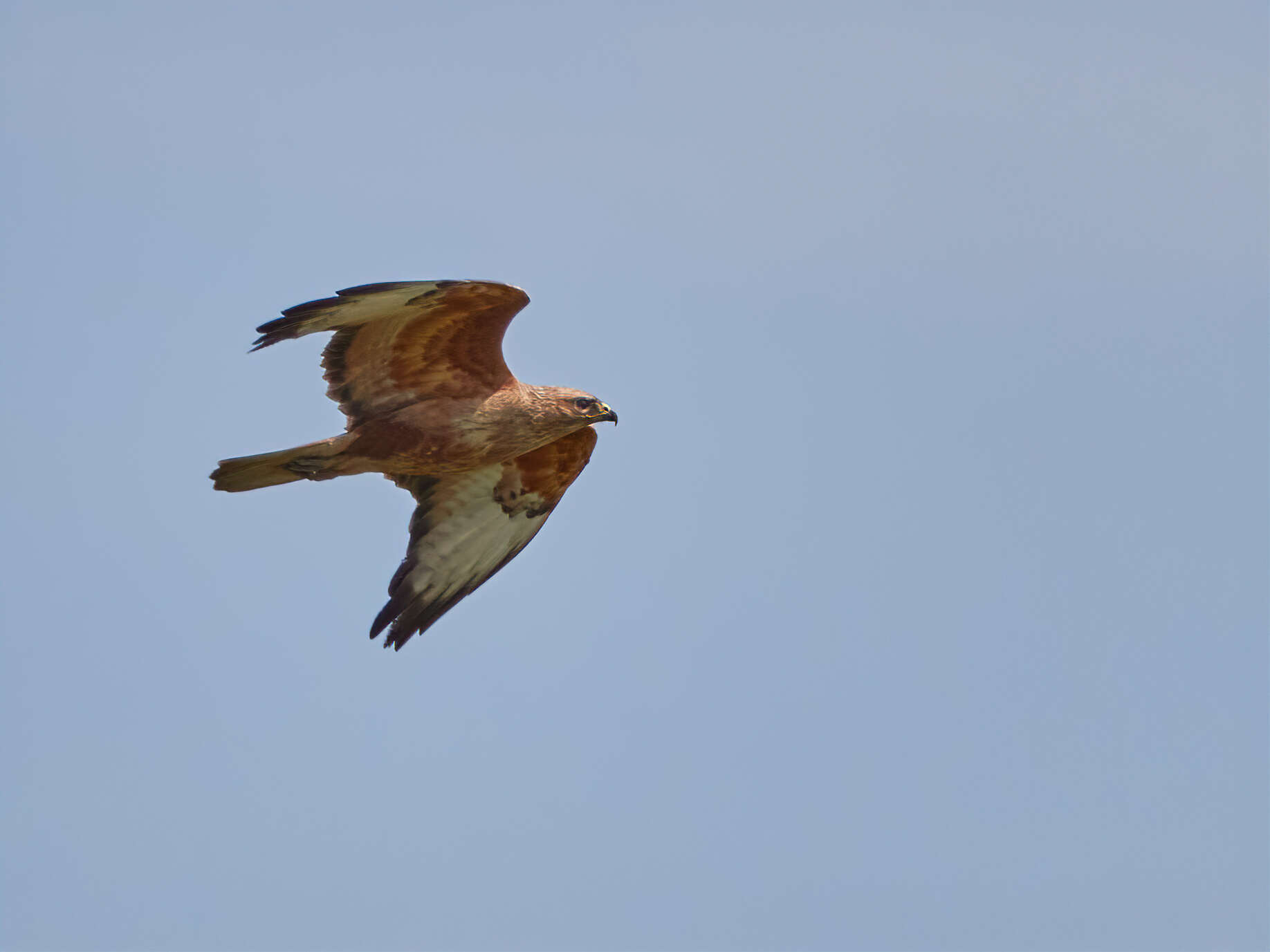 Image of Buteo buteo menetriesi Bogdanov 1879