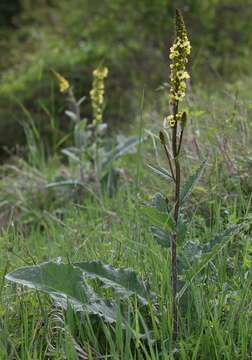 صورة Verbascum alpinum Turra