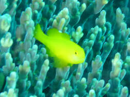 Image of Yellow clown goby