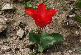 Image of Tulipa fosteriana W. Irving