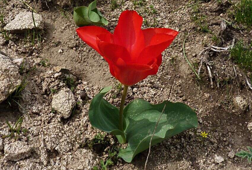 Image of Tulipa fosteriana W. Irving