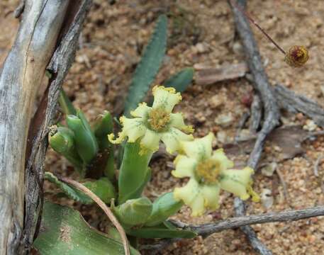 Image of Ferraria macrochlamys subsp. macrochlamys