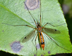 Image of Tipula (Hesperotipula) californica (Doane 1908)