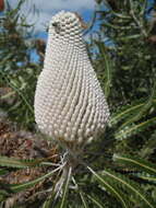 Image of Banksia prionotes Lindl.