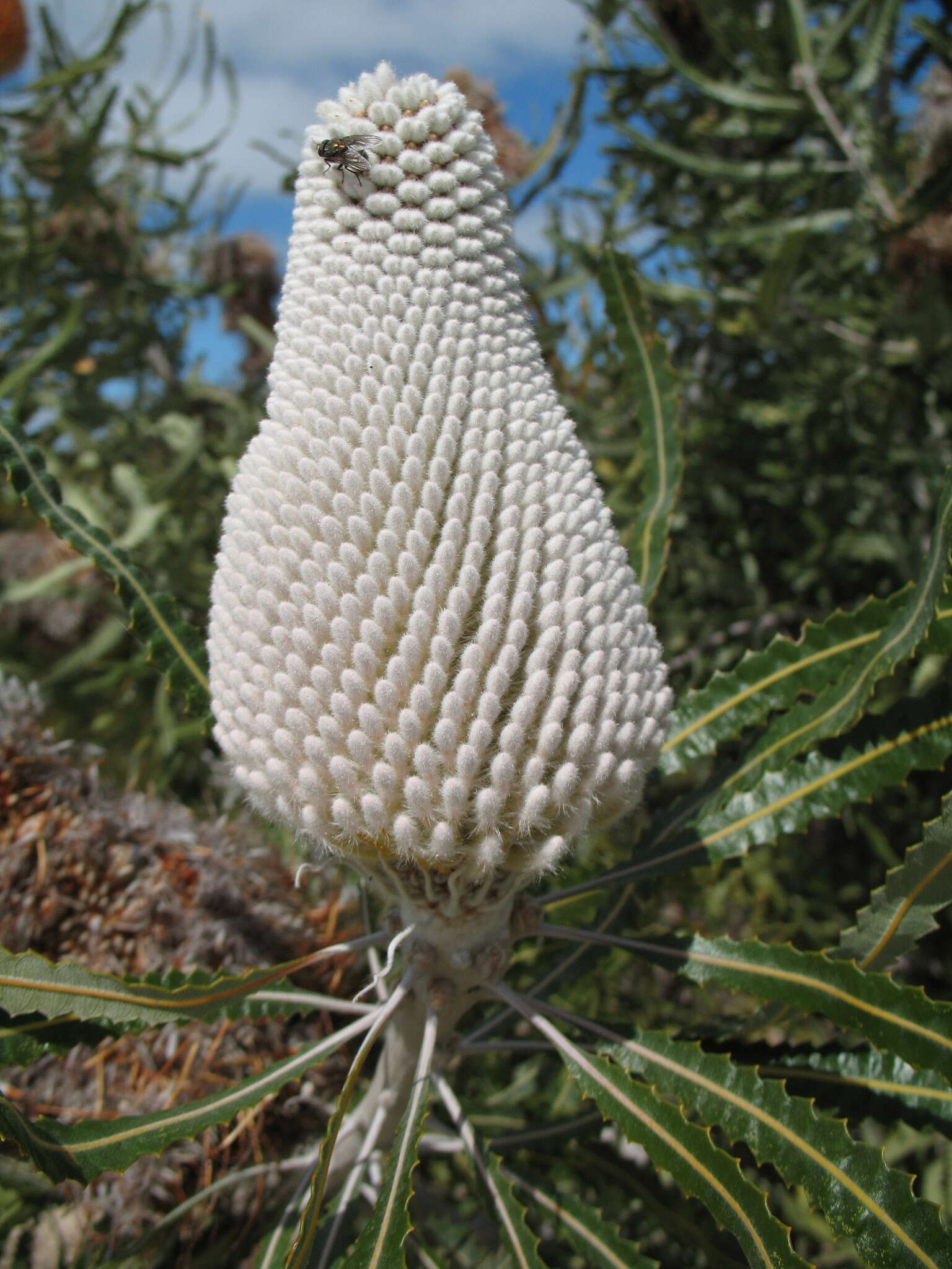 Image of Banksia prionotes Lindl.