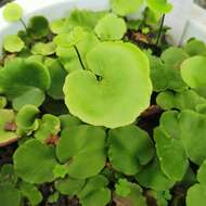 Image de Asplenium delavayi (Franch.) Copel.