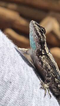 Image of Sceloporus lemosespinali Lara-góngora 2004