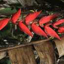 صورة Heliconia huilensis Abalo & G. Morales