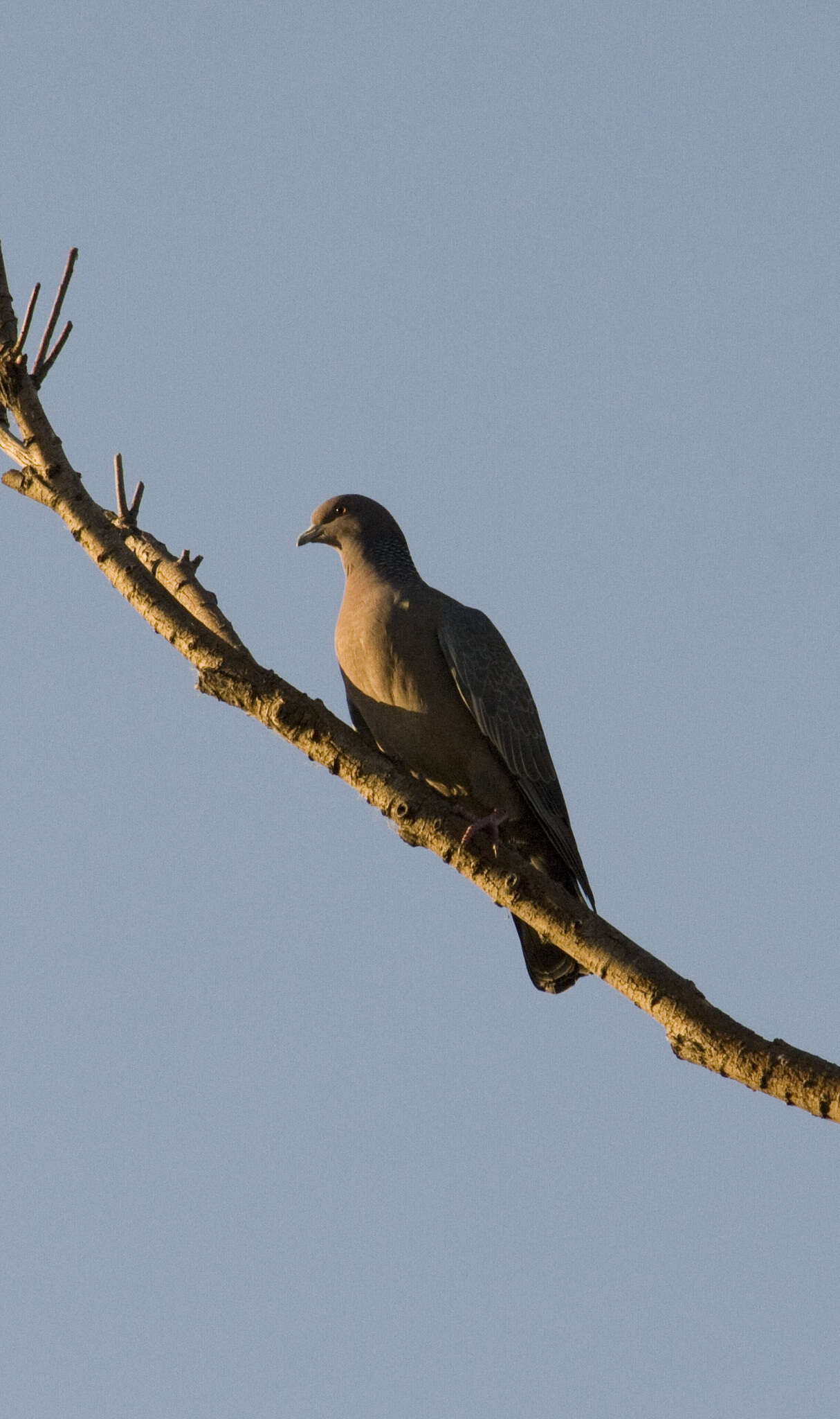 Image of Picazuro Pigeon