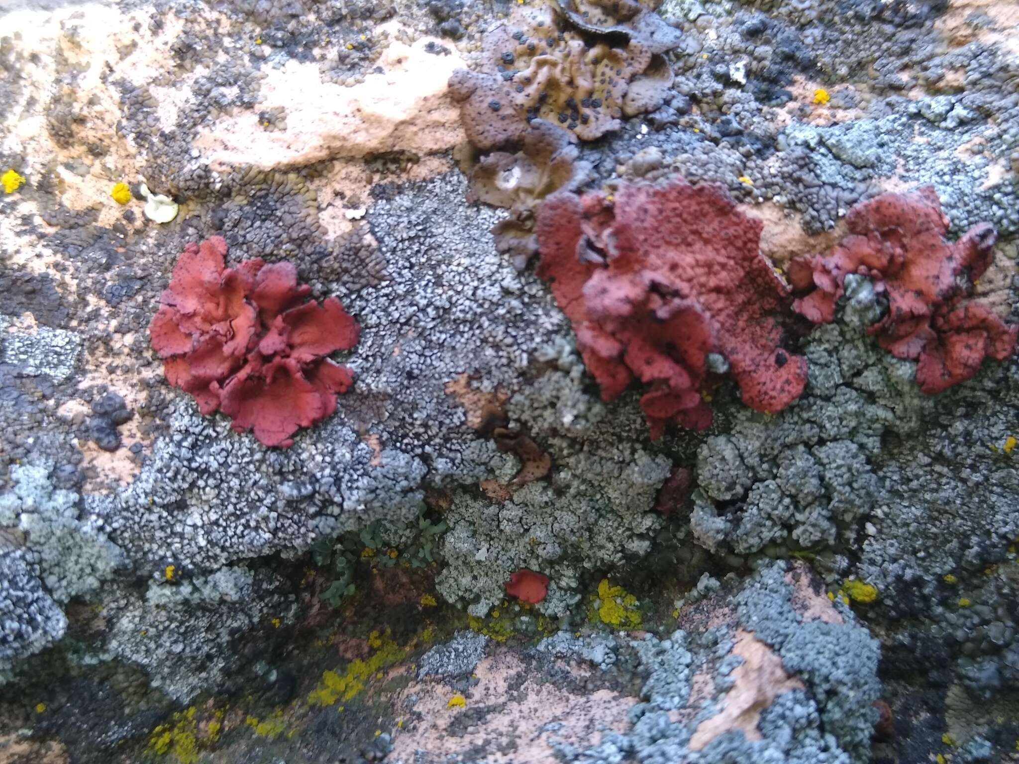 Image of <i>Umbilicaria phaea</i> var. <i>coccinea</i>