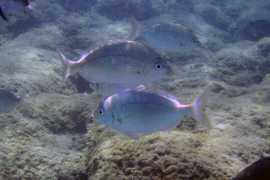 Image of Arabian pinfish