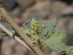 Image of Chrozophora oblongifolia (Delile) A. Juss. ex Spreng.