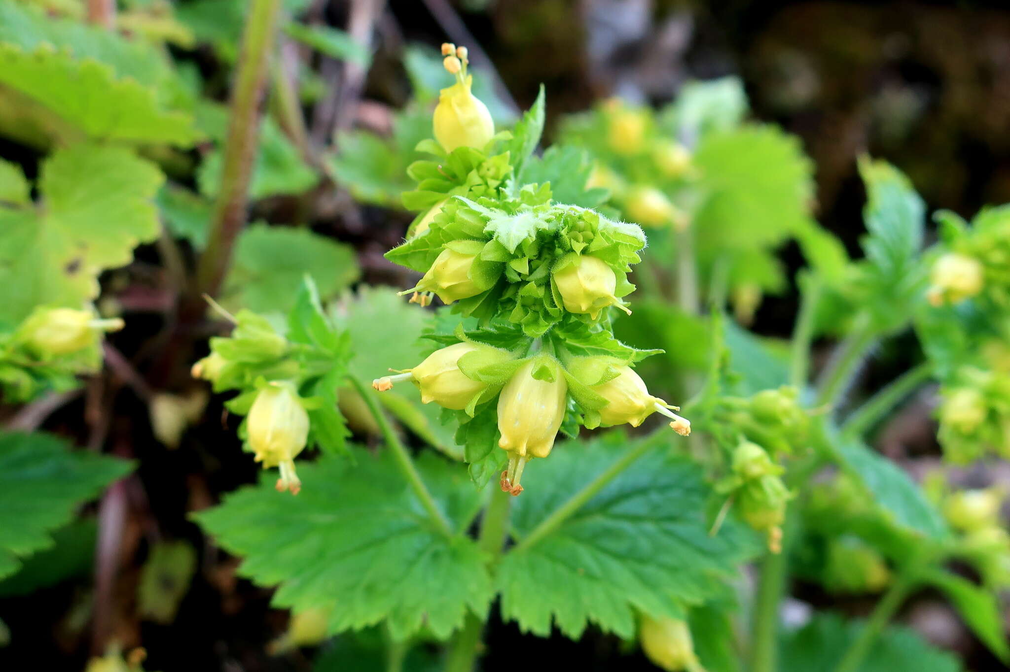 Image of Scrophularia chrysantha Jaub. & Sp.