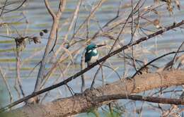 صورة Alcedo coerulescens Vieillot 1818